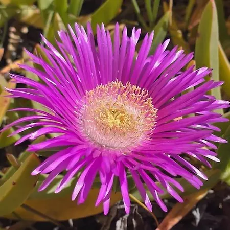 Cap D'agde Proche Port Et * Agde