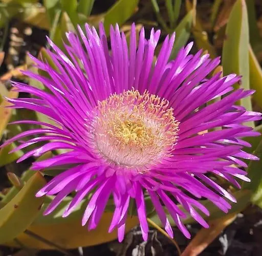 Cap D'agde Proche Port Et * Agde